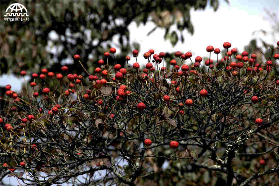 秋叶红果，生长在黄山悬崖边上的秋日风景