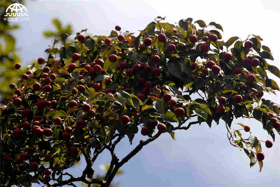 秋叶红果，生长在黄山悬崖边上的秋日风景