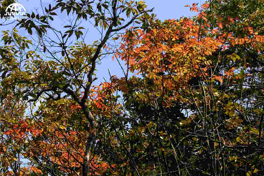 秋叶红果，生长在黄山悬崖边上的秋日风景