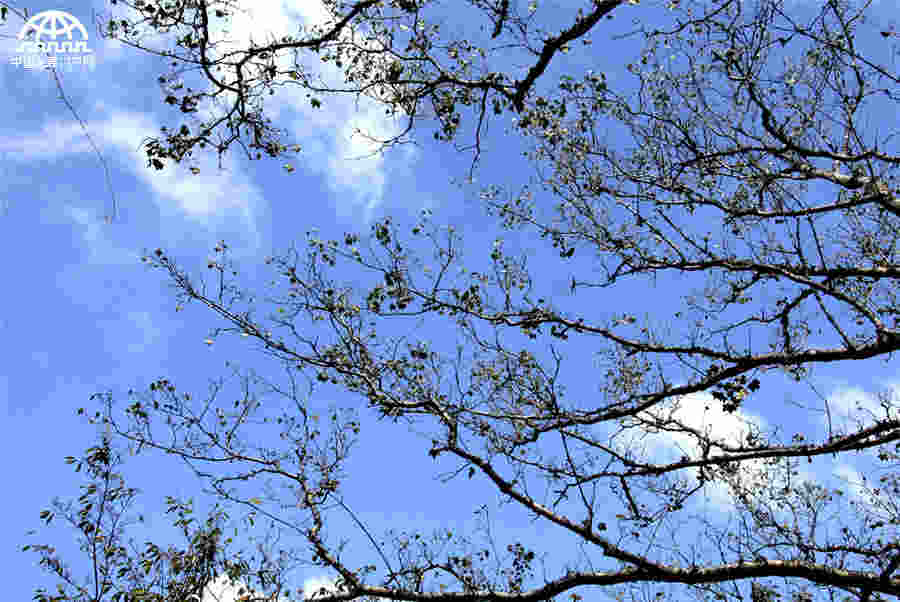 秋叶红果，生长在黄山悬崖边上的秋日风景