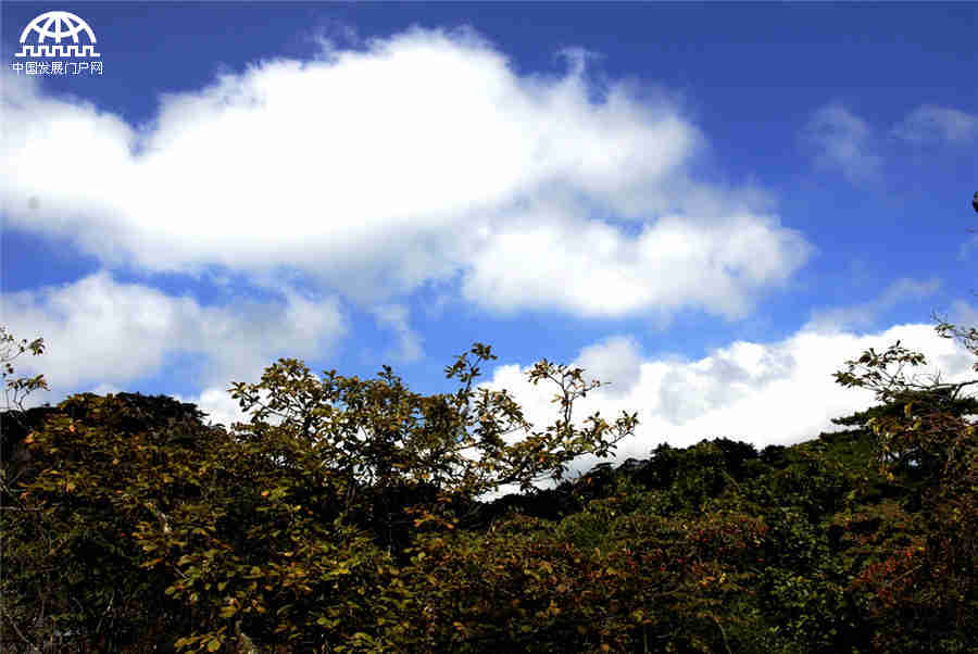 秋叶红果，生长在黄山悬崖边上的秋日风景