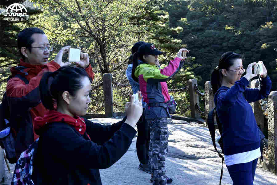 秋叶红果，生长在黄山悬崖边上的秋日风景