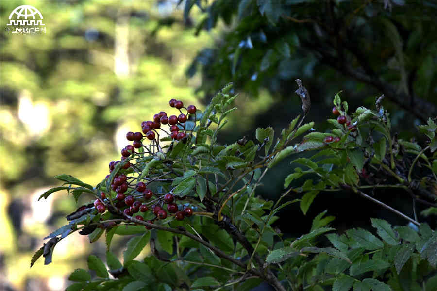 秋叶红果，生长在黄山悬崖边上的秋日风景
