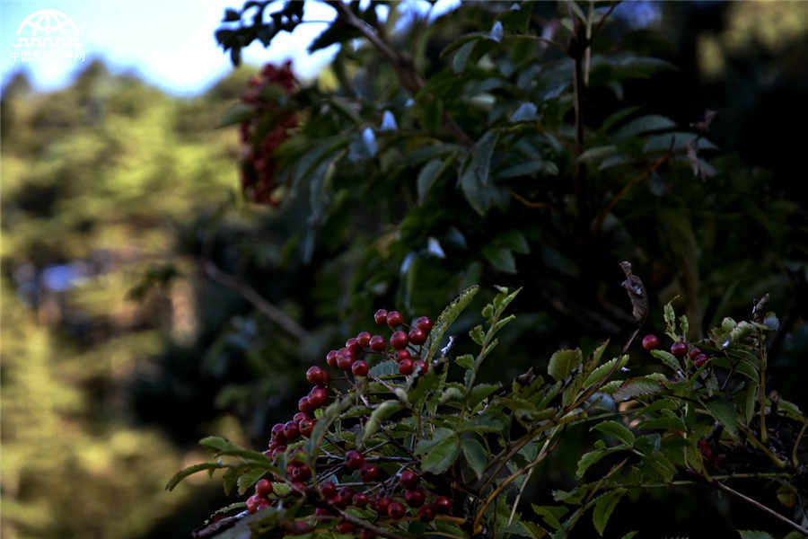 秋叶红果，生长在黄山悬崖边上的秋日风景