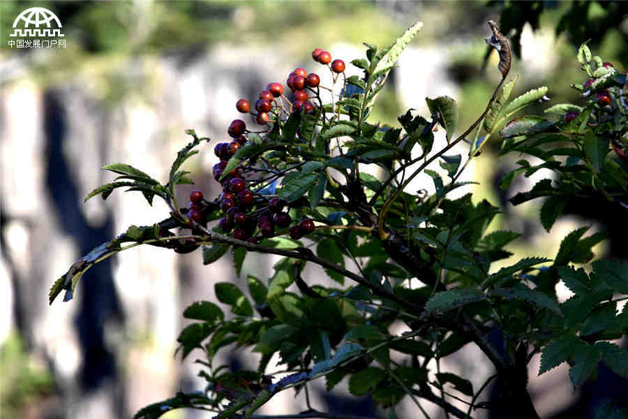 秋叶红果，生长在黄山悬崖边上的秋日风景