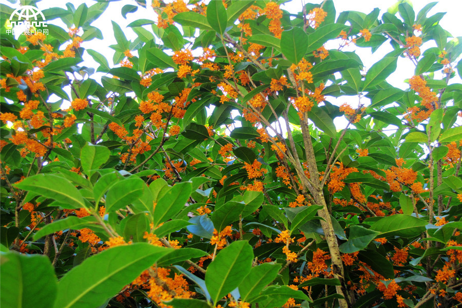 黄山：蓝天白云和桂花香 这样的秋日美景别错过