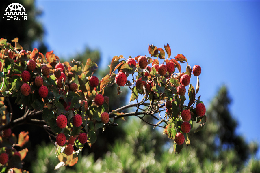 黄山：蓝天白云和桂花香 这样的秋日美景别错过