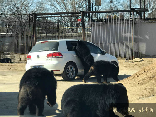 八达岭野生动物园 自驾车开窗引来熊袭 
