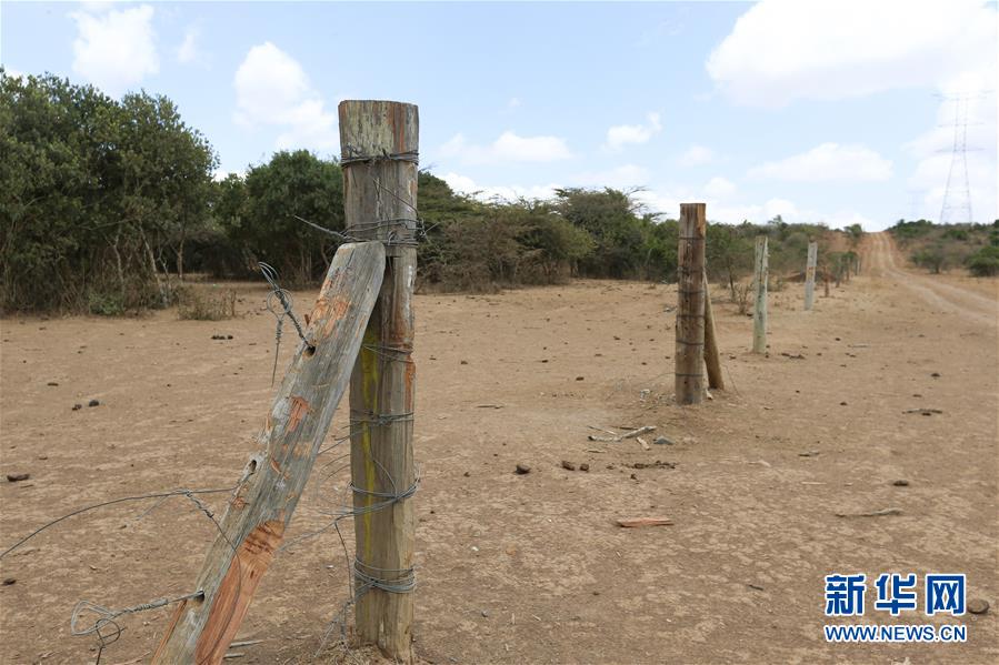 肯尼亚非法放牧致野生动物死亡