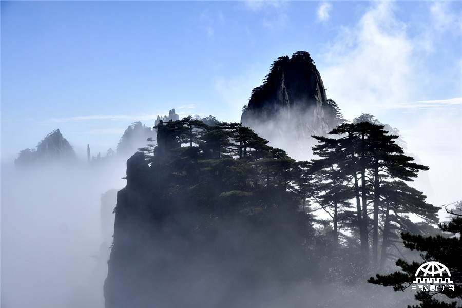 黄山迎客松位列'中国最美树王'榜首，奇松黄山'五绝'之首