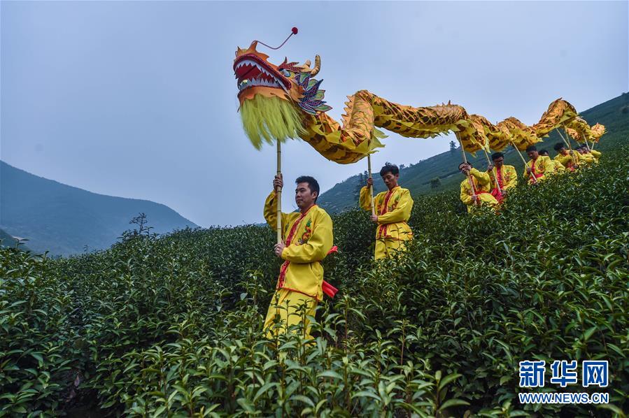 乡村舞龙开启茶乡新茶'开采季'