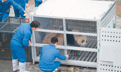 大熊猫启程首赴荷兰旅居