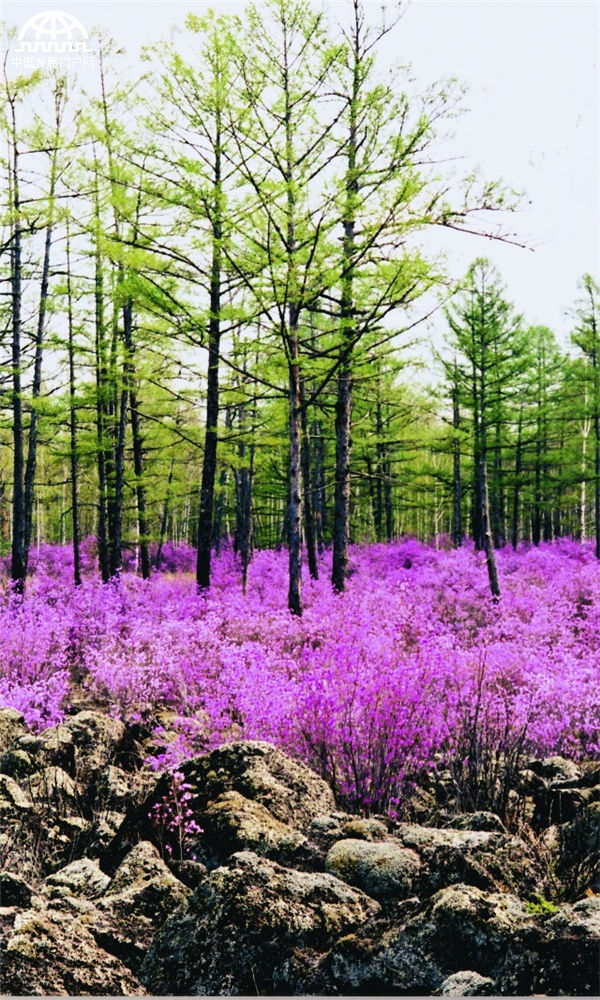 伊春旅游——浪漫森林城 天然大氧吧