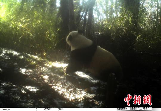 卧龙自然保护区:4月3次拍到野生大熊猫'圈地恋爱'