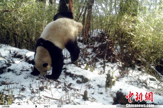 卧龙自然保护区:4月3次拍到野生大熊猫'圈地恋爱'