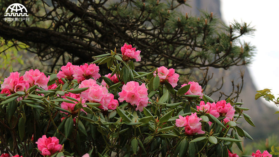 五一节 黄山杜鹃花正开艳