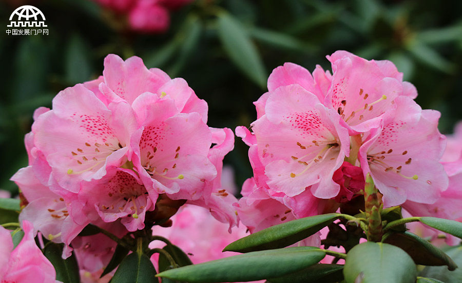 五一节 黄山杜鹃花正开艳