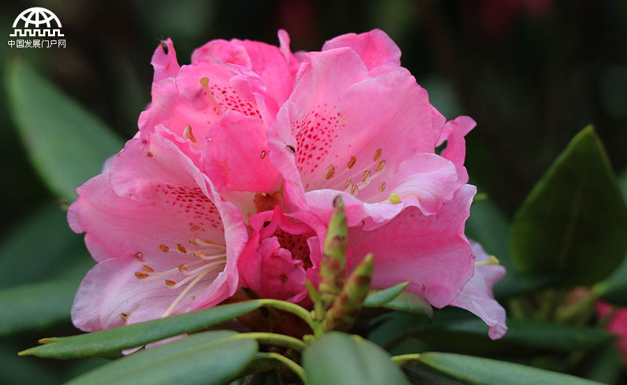 五一节 黄山杜鹃花正开艳