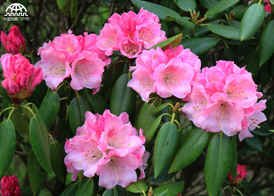 五一节 黄山杜鹃花正开艳