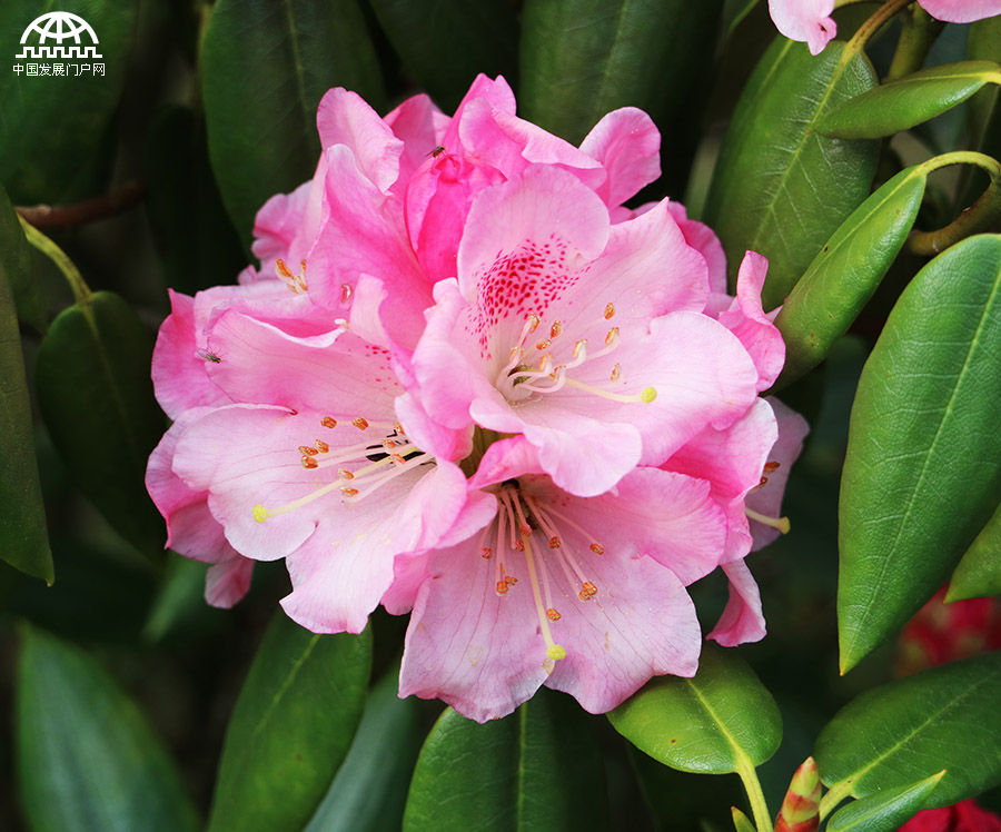 五一节 黄山杜鹃花正开艳