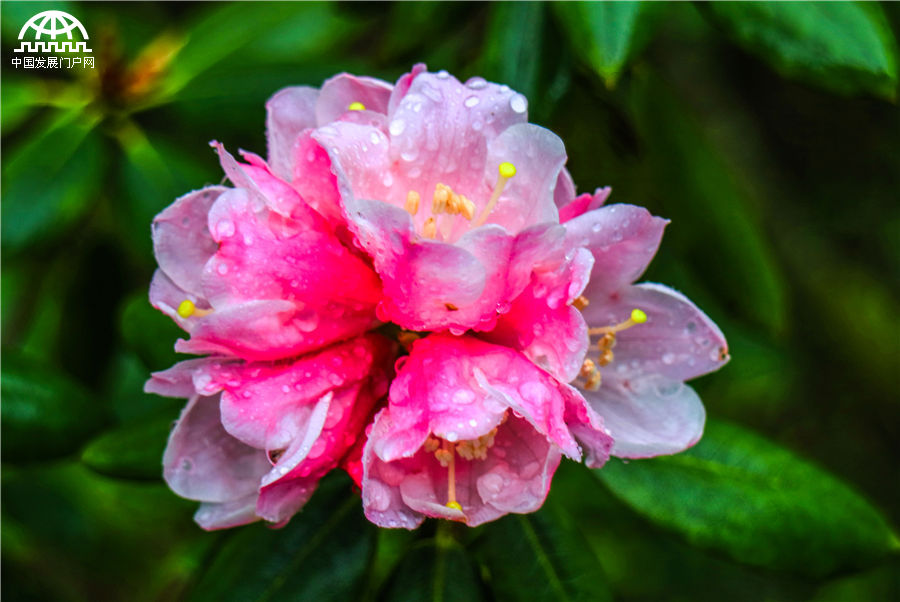 五一节 黄山杜鹃花正开艳