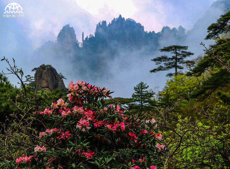 黄山:日出东方霞满天 变幻莫测是云烟