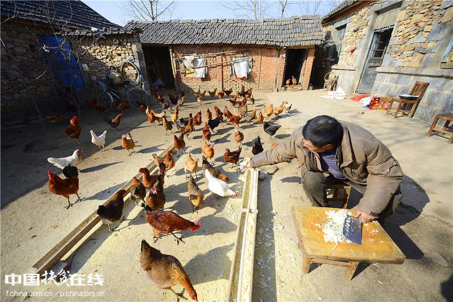 【镜头中的脱贫故事】农民把热炕让给小鸡