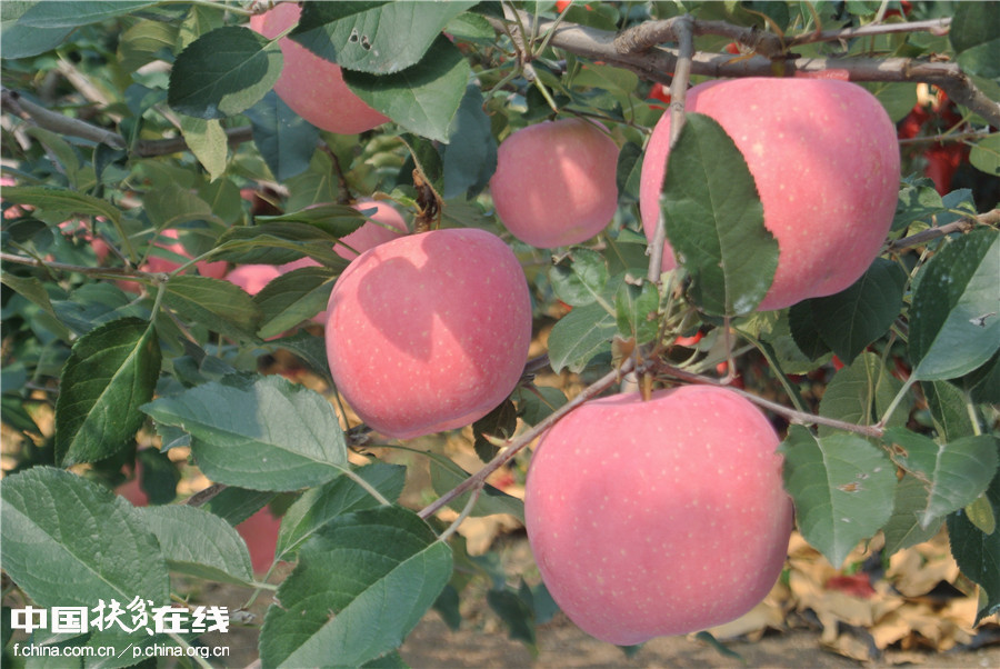 【镜头中的脱贫故事】苹果销售模式改变果农生活