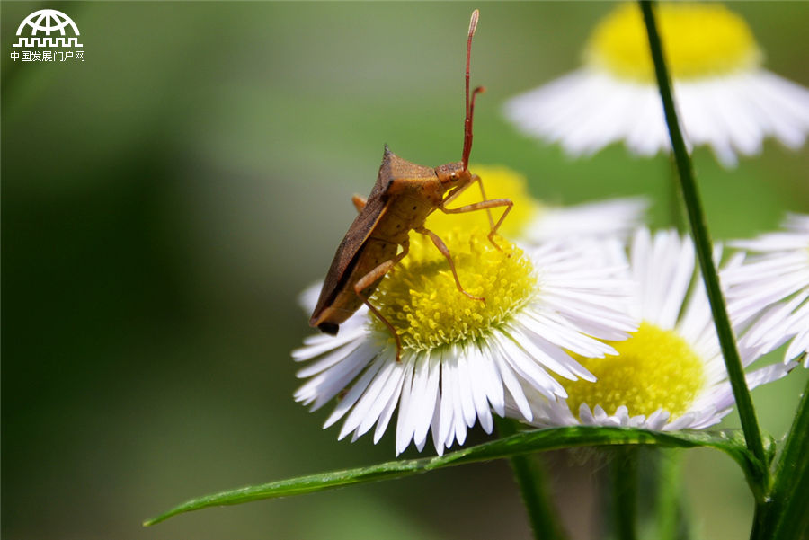 生态小品:微距下美妙的昆虫世界