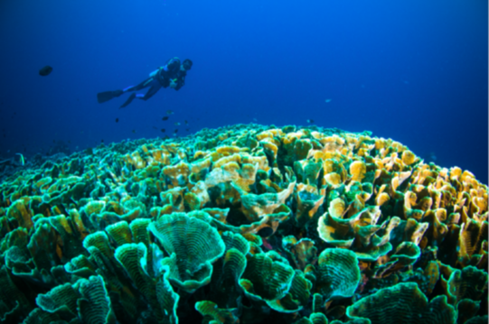 印尼布纳肯:丰富多彩的海底世界