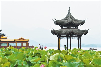 杭州西湖荷花开 花期将持续到9月初