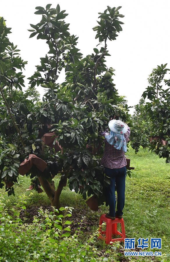 路边卖矿泉水都能有不错的收入——特色小镇雁洋镇的绿色'山水经'