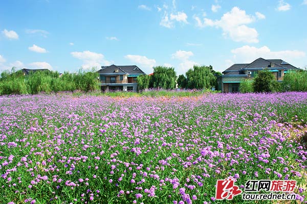 【盛夏·视觉】夏赏湖南 从绿野之森到花海之湖