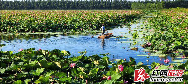 【盛夏·视觉】夏赏湖南 从绿野之森到花海之湖