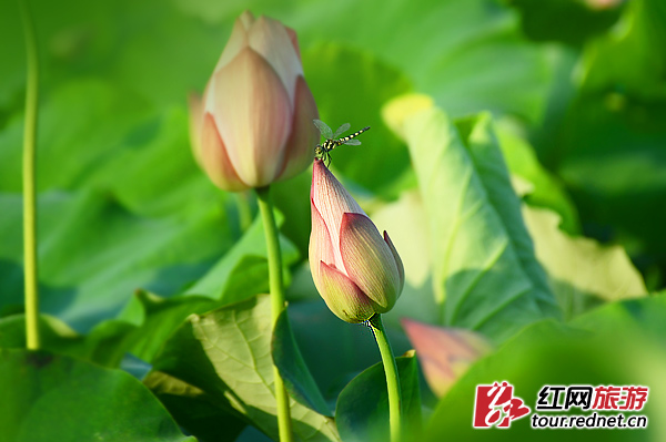 【盛夏·视觉】夏赏湖南 从绿野之森到花海之湖