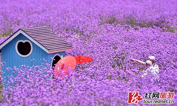 【盛夏·视觉】夏赏湖南 从绿野之森到花海之湖