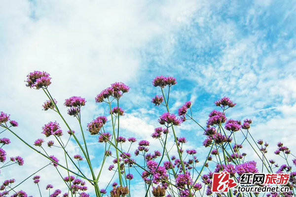 【盛夏·视觉】夏赏湖南 从绿野之森到花海之湖