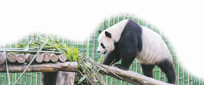 全世界都爱大熊猫 '熊猫外交'聚民心