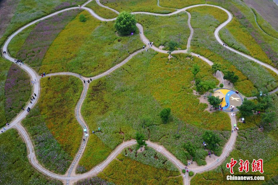 南京中医药大学格桑花'铺天盖地'引人来