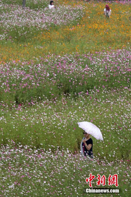 南京中医药大学格桑花'铺天盖地'引人来