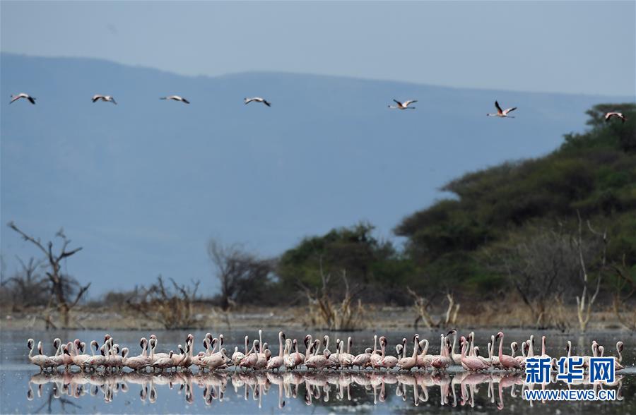 博戈里亚湖——火烈鸟'天堂'
