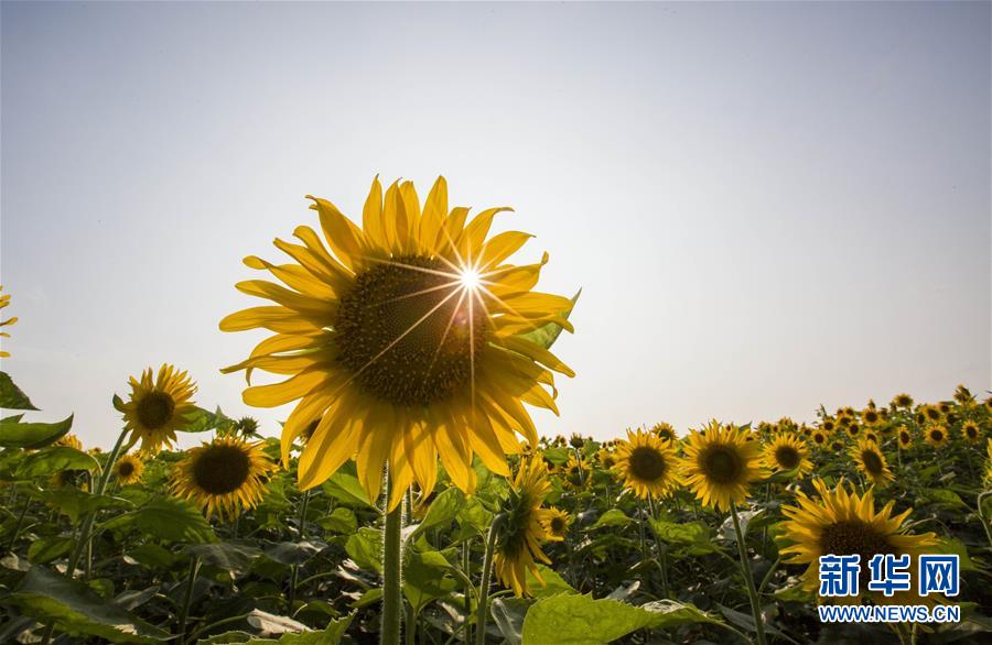 缤纷夏日 向阳花开