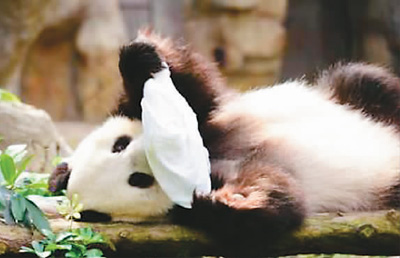 居港大熊猫的'港漂'生活:懂三语 会憋气 喜香气