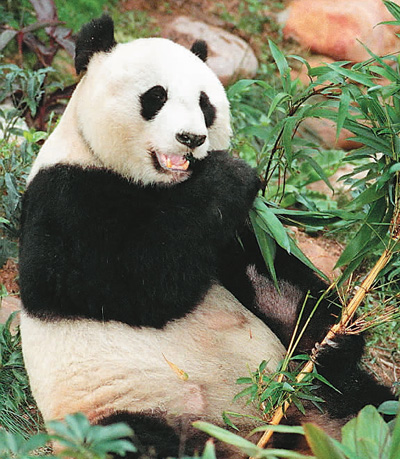 居港大熊猫的'港漂'生活:懂三语 会憋气 喜香气