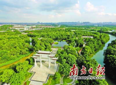 广州:毁坏湿地红树林最高罚款5万元