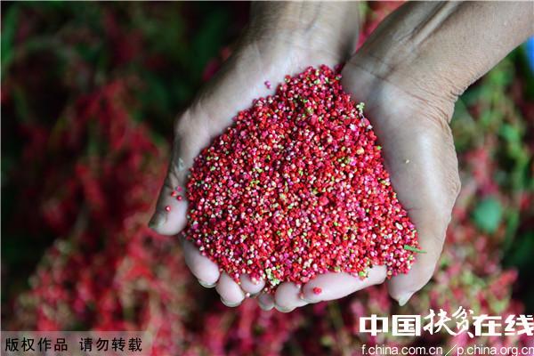 贵州剑河:红藜麦喜获丰收