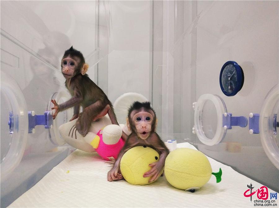 世界首次！体细胞克隆猴“中中”“华华”诞生啦
