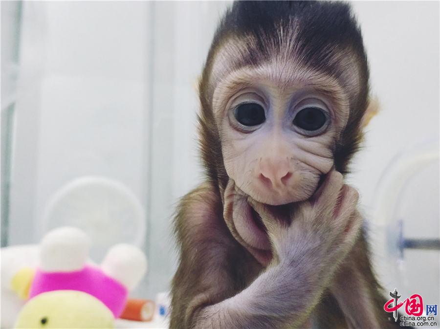 世界首次！体细胞克隆猴“中中”“华华”诞生啦