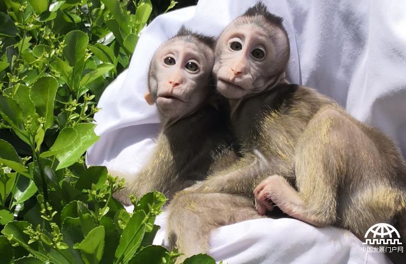 体细胞克隆猴“中中”“华华”两姐妹晒太阳。