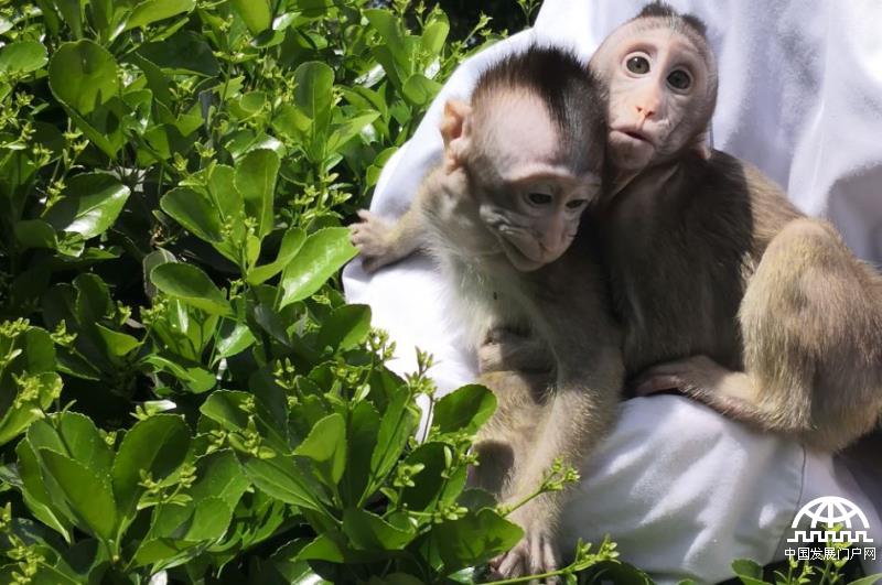 体细胞克隆猴“中中”“华华”两姐妹晒太阳。